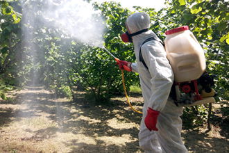Kış İlaçlamasında Bordo Bulamacı Zamanı