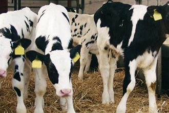 Buzağı Desteği Ödemeleri Yarın Başlıyor