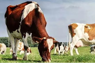 TKDK Büyükbaş Hayvan Hibesi Nasıl Alınır?