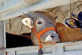 Büyükbaş ve Küçükbaş  Kayıt Süresi Uzatıldı