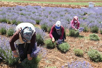 Ata Topraklarında Devasa Lavanta Bahçesi Kurdu