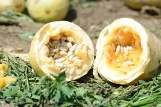 Kabak Çekirdeği Üreticinin Yüzünü Güldürdü