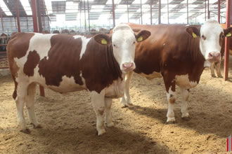 3 Düve İle İhracata Başladılar