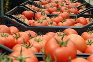 Rusya  İthalat Yasağı Getirdi