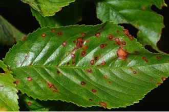 Yaprak Delen Hastalığı İle Mücadele