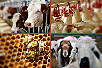 2020 Hayvancılık Destek Esasları Belli Oldu