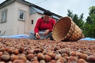 Fındık Üreticileri 2021 Yılından Umutlu