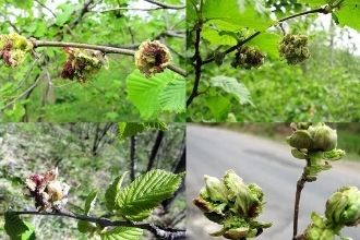 Fındık Kozalak Akarı`na Dikkat