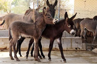 Yeni Yıldan İtibaren At ve Eşeklere çip Takılacak