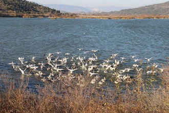 Azap Gölü Hayata Döndü