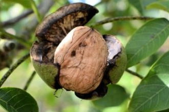 Bandırma 33 Ülkeye Ceviz Fidanı  İhraç Ediyor