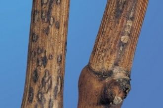 Bağlarda Ölükol Hastalığı