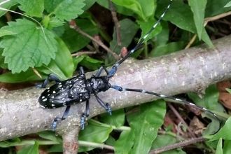 Trabzon`da Drakula Mücadelesi Başladı