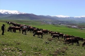 Tarım Kredi`den Üreticilere Yem Kredisi