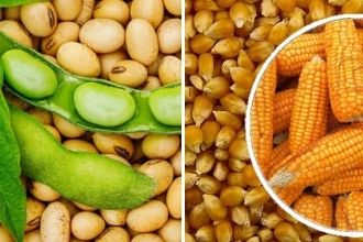 GDO`lu Mısır ve Soya Hayvan Yeminde kullanılacak