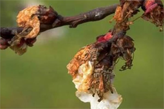 ÇİÇEK MONİLYASI İLE NASIL MÜCADELE ETMELİ?