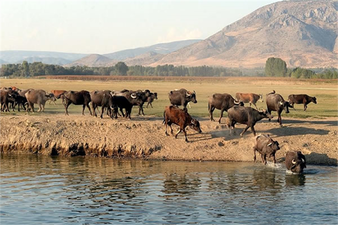 YÜZDE 50 HİBE DESTEĞİ SAĞLANACAK