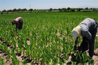TÜTÜN ÜRETİCİLERİNE HİBE DESTEĞİ!