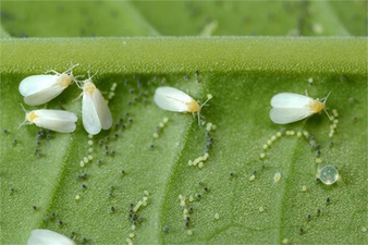SEBZELERDE BEYAZSİNEK ZARARLISINA DİKKAT!