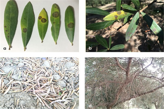 ZEYTINDE HALKALI LEKEYE DIKKAT!