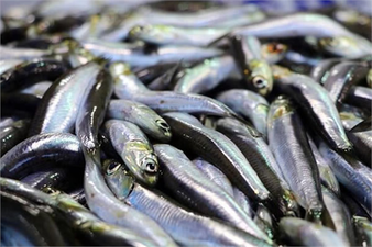 SU ÜRÜNLERİ HALİ`NDE GEÇEN AY EN ÇOK İŞLEM GÖREN BALIKLAR