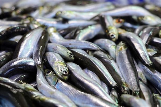 SU ÜRÜNLERİ HALİ`NDE GEÇEN AY EN ÇOK İŞLEM GÖREN BALIKLAR