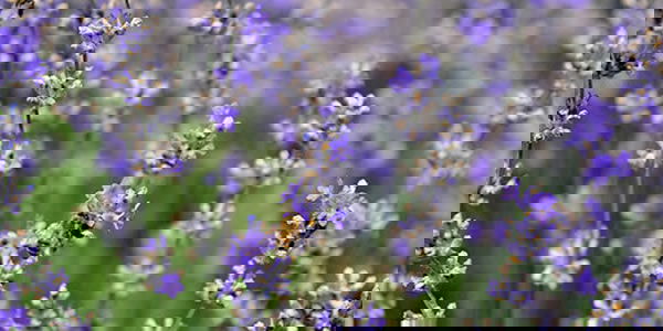 LAVANTALAR HEM İSTİHDAM HEM GELİR KAPISI OLACAK