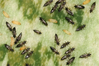 ÇİÇEK TRİPSİ MÜCADELE YÖNTEMLERİ!