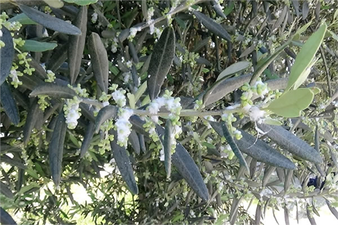 ZEYTİNDE PAMUKLU BİT E DİKKAT!