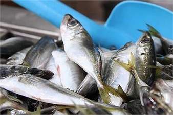 `BALIKÇILIK AV SEZONU GECE SONA ERİYOR`