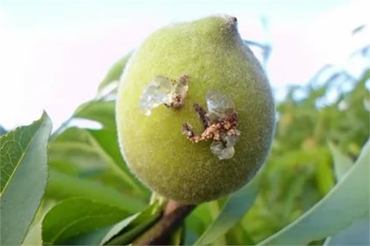 Şeftalide Doğu Meyve Güvesine Dikkat!