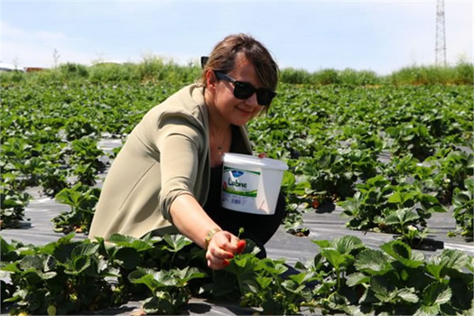 BAHÇESİNE `TADIMLIK` EKTİĞİ ÇİLEKLERE İLGİ ARTINCA 7 DÖNÜM TARLADA ÜRETİM YAPARAK GİRİŞİMCİ OLDU