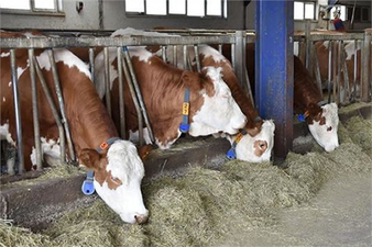 HAYVANCILIKTA AİLE İŞLETMELERİNE YÜZDE 50 HİBE!