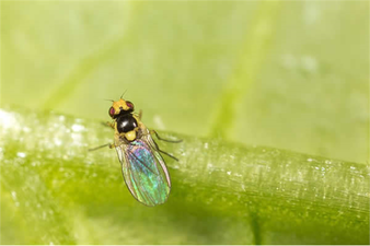 Yaprak Galeri Sineği İle Mücadele!