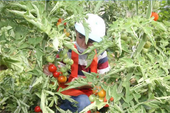 MİNİK ELLER, OKUL BAHÇESİNDEKİ SERADA ATA TOHUMLARIYLA TARIM ÜRÜNLERİNİ YETİŞTİRİYOR