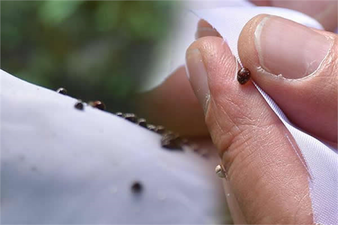 ZARARLILARA BİYOLOJİK MÜCADELE!