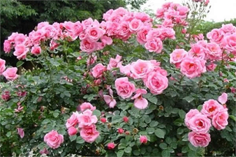 ISPARTA`NIN ZİYARETÇİLERİNİ BÜYÜLEYEN `GÜL KOKULU` BAHÇELERİNDE HASAT ZAMANI