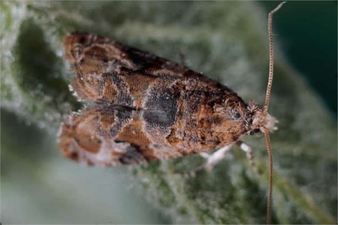 BAĞ SALKIM GÜVESİNE DİKKAT!