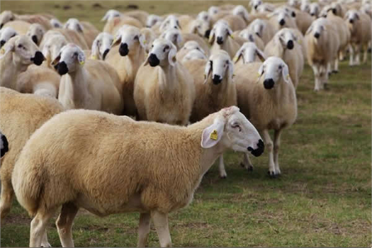 ANAÇ KOYUN KEÇİ DESTEKLERİ BU HAFTA ÖDENİYOR!