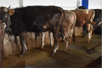 ŞARBON TAZMİNATI ÖDENECEK!