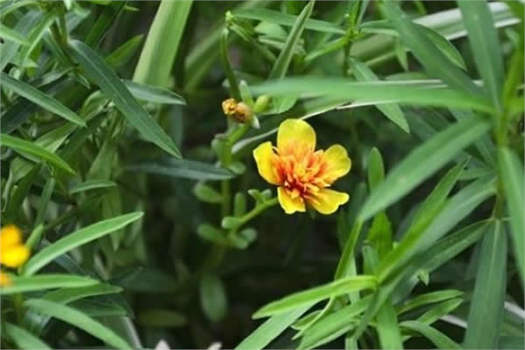 YEMEKLERE BAHARAT OLARAK KATILAN `TARHUN OTU` LOKUM VE DONDURMAYA AROMA OLDU