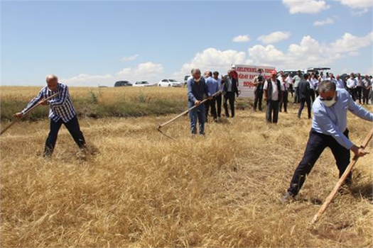 ATA TOHUMUNDA HASAT ZAMANI!