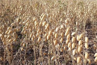 NOHUT DEPOSUNDA HASAT DEVAM EDİYOR!