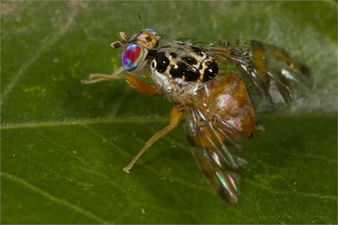 AKDENİZ MEYVE SİNEĞİ KONTROLLERİNİZİ SIKILAŞTIRIN!