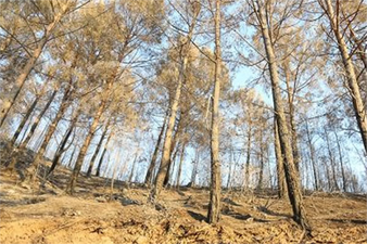 AĞAÇLANDIRMADA DOĞAL BİTKİ ÖRTÜSÜ DİKKATE ALINIYOR!