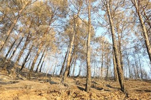 AĞAÇLANDIRMADA DOĞAL BİTKİ ÖRTÜSÜ DİKKATE ALINIYOR!