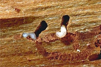 YAZICI BÖCEKLERE DİKKAT!