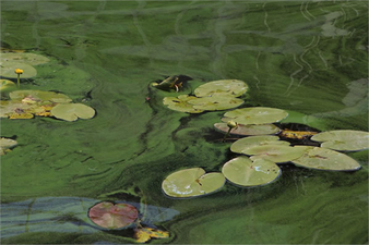 İKLİM DEĞİŞİKLİĞİ NEHİRLERDE ÇİÇEKLENME DÖNEMİNİ UZATTI!