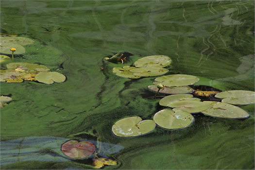 İKLİM DEĞİŞİKLİĞİ NEHİRLERDE ÇİÇEKLENME DÖNEMİNİ UZATTI!