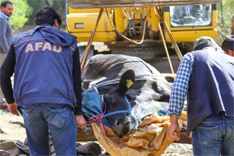 AYAĞI KIRILAN GEBE İNEĞİ KURTARMAK İÇİN 3 KİLOMETRELİK YOL AÇILDI